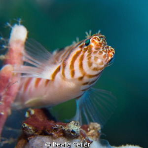 Hawkfish by Beate Seiler 